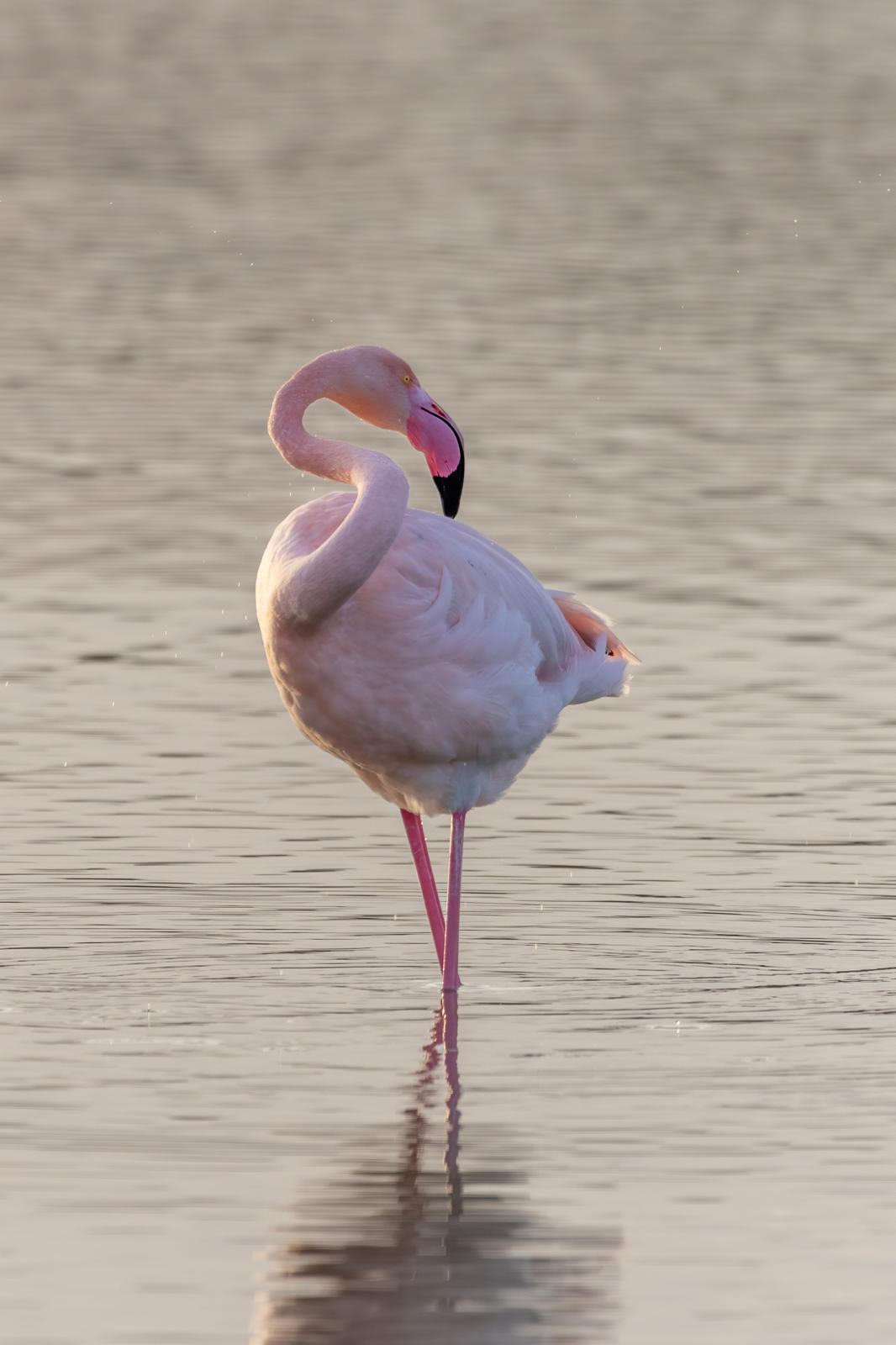 Fenicottero rosa